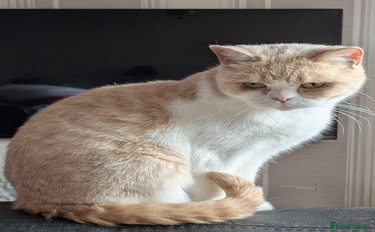 British Shorthair cats - Advert 8