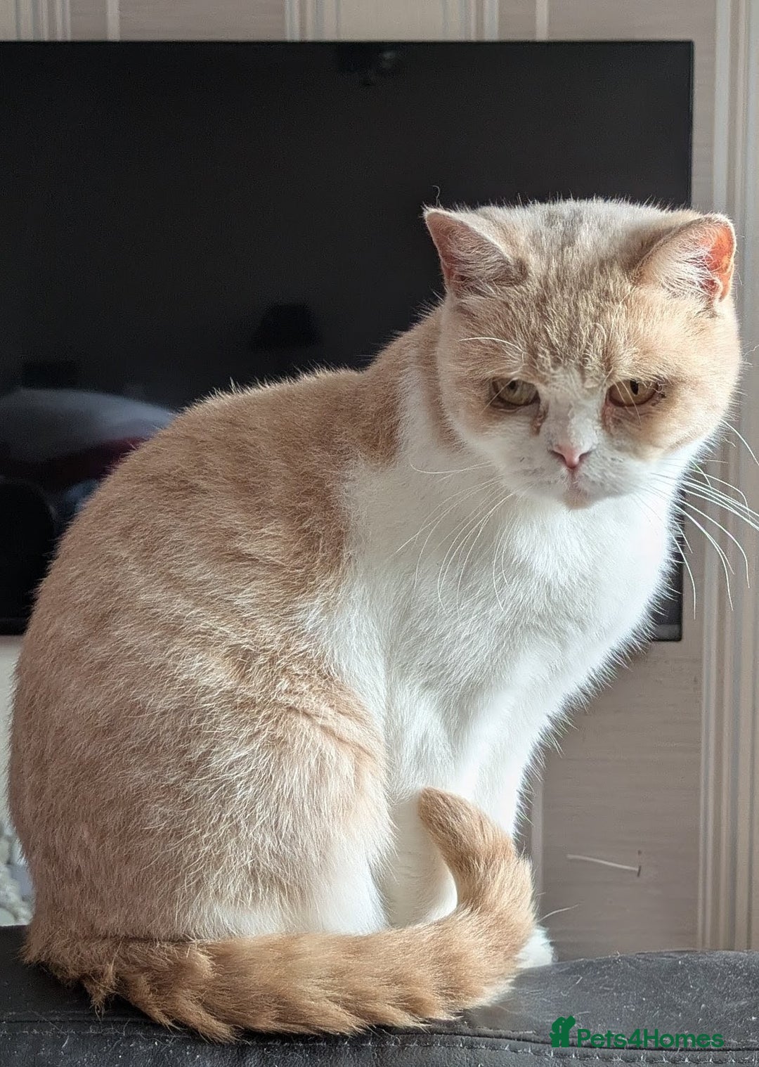 British Shorthair cats for sale: British shorthair adults  - Advert 2