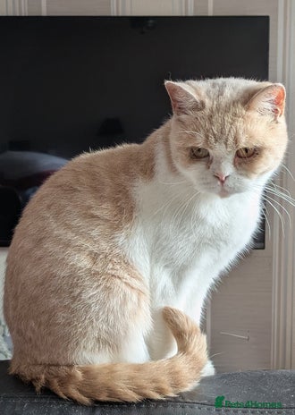 British Shorthair cats - Advert 4