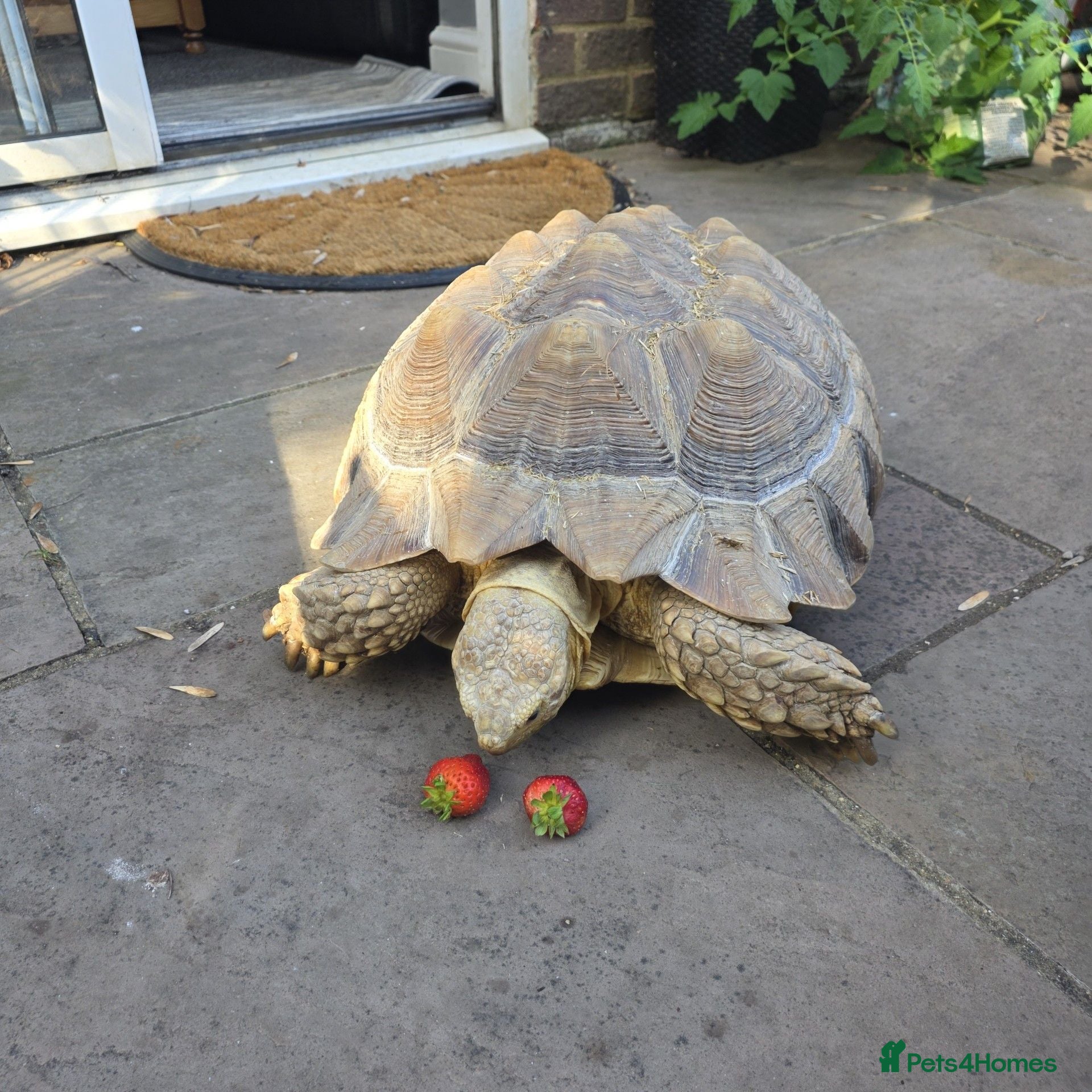 Tortoise reptiles Salcata Tortiose - Advert 1