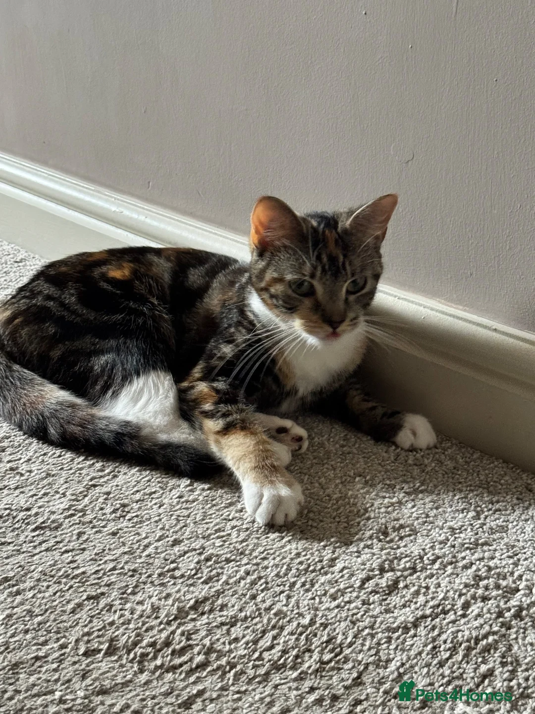Mixed Breed cats for sale: Re homing  in Scunthorpe - Advert 2