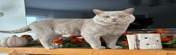 British Shorthair cats for sale: Beautiful British Shorthair Girls - Advert 2