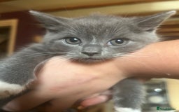 Mixed Breed cats for sale: Blue male with white socks  - Image 10