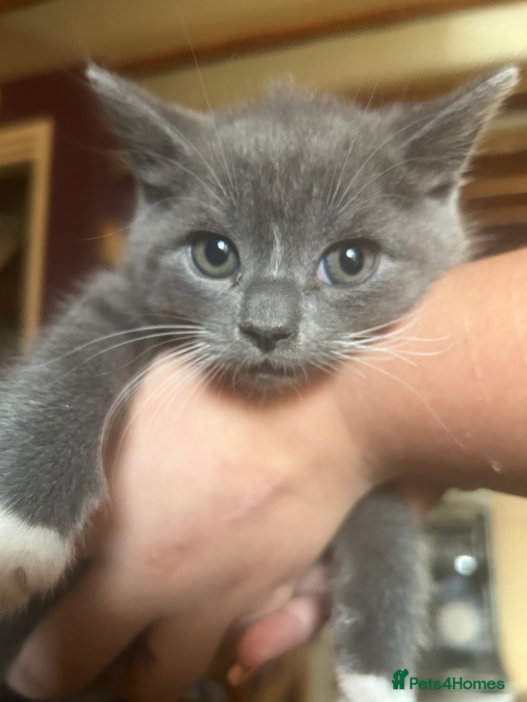 Mixed Breed cats for sale: Blue male with white socks  - Image 10