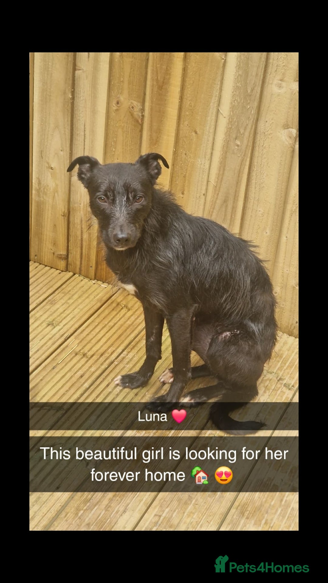 Mixed Breed dogs for sale: Lurcher 18 months old - Advert 1