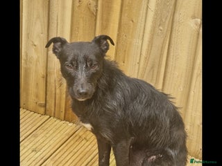 Mixed Breed dogs Lurcher 18 months old - Advert 1