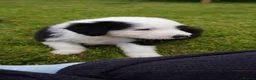 Old English Sheepdog dogs for sale: KC Registered Old English Sheepdog puppies - Advert 9