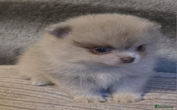Pomeranian dogs for sale: Rare miniature Teddy face pomeranian puppies  - Image 37