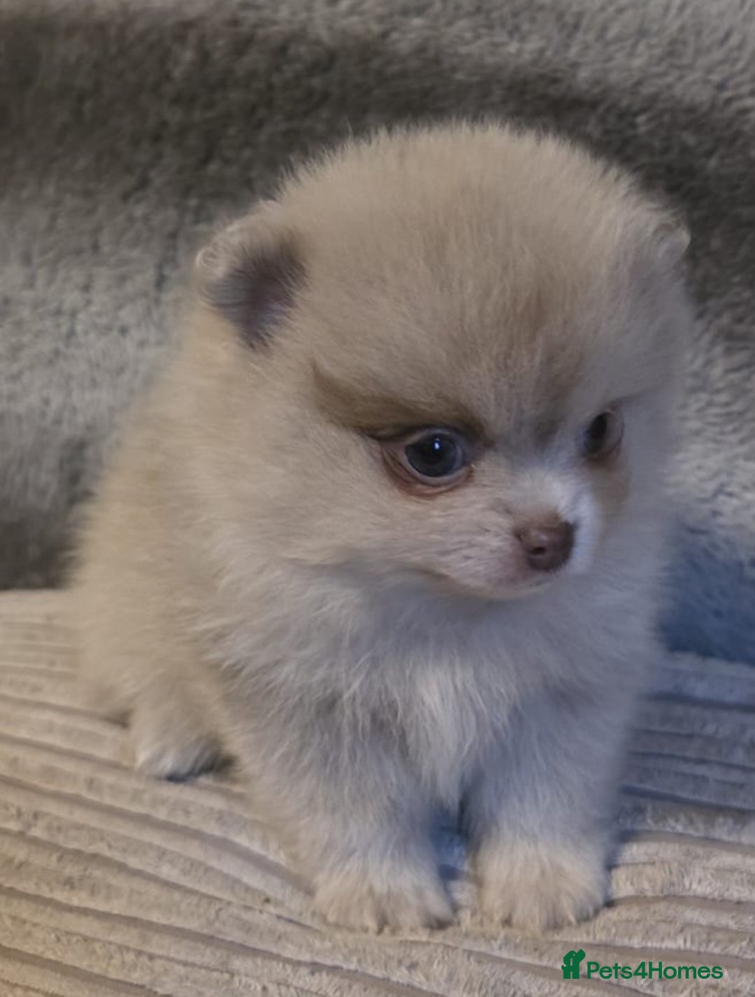 Pomeranian dogs for sale: Rare miniature Teddy face pomeranian puppies  - Image 37