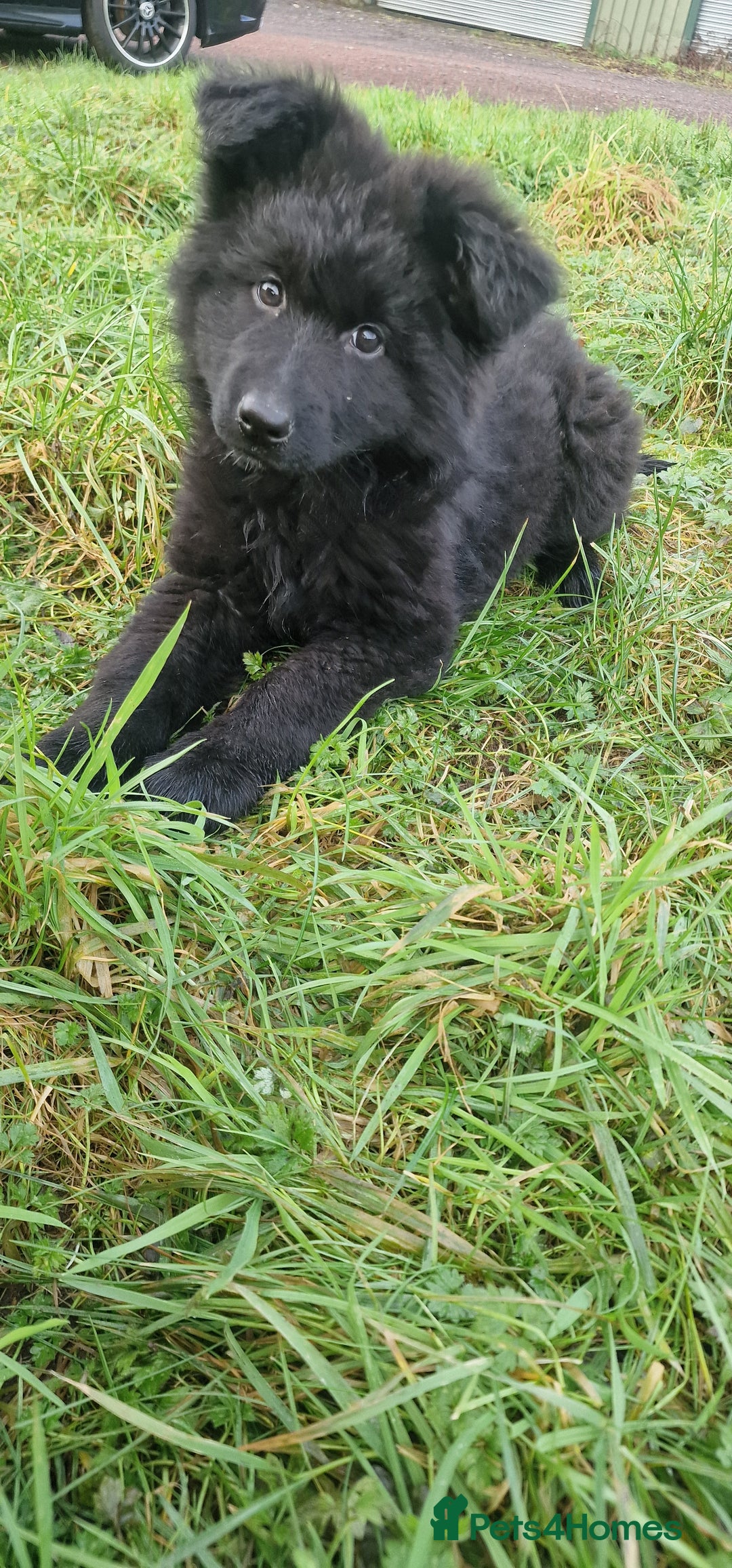 German Shepherd dogs for sale: German Shepherd pups  - Advert 8