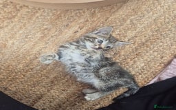 Maine Coon cats for sale: Maine coon x kittens - Image 7
