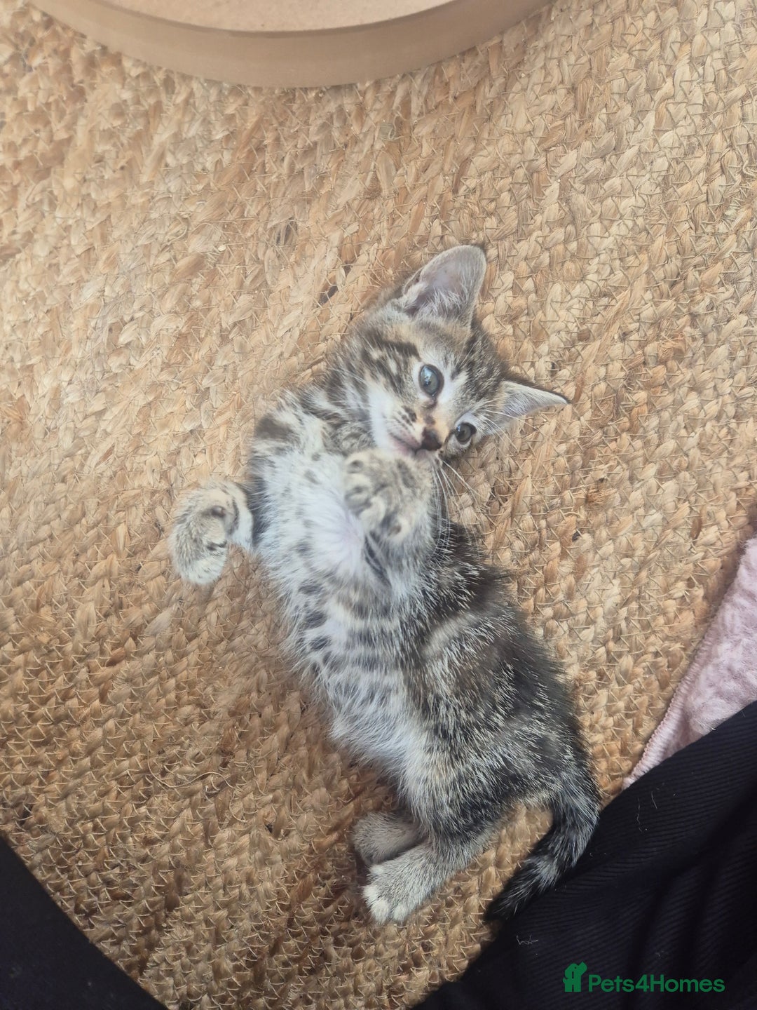 Maine Coon cats for sale: Maine coon x kittens - Image 7