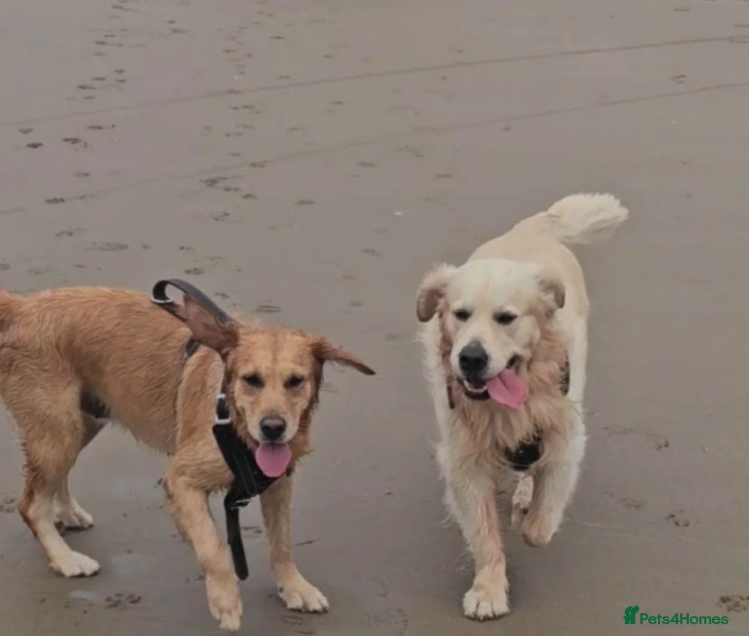 Golden Retriever dogs for sale: ✨🍪Chunky Lovely coat golden retrievers✨🍪 - Advert 2