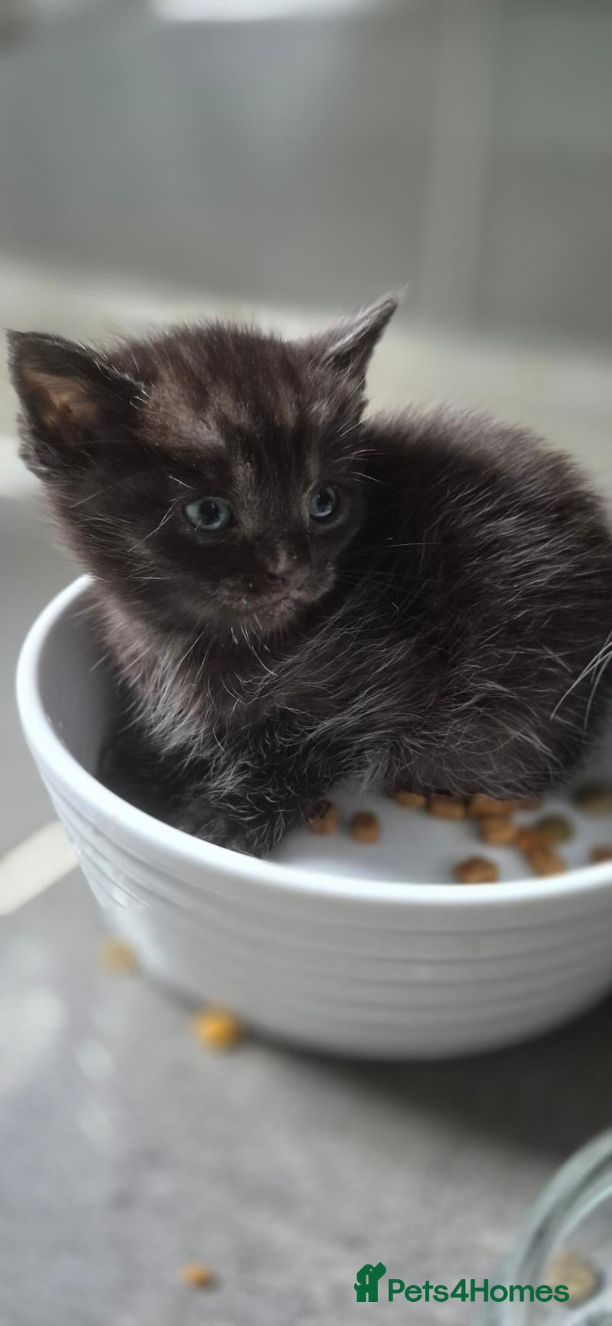 Mixed Breed cats Bengal cross kittens - 1 remaining - Advert 9