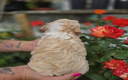 Cockapoo dogs for sale: F1 working cockapoo puppies - Image 15