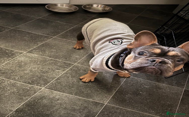 French Bulldog dogs - Advert 2