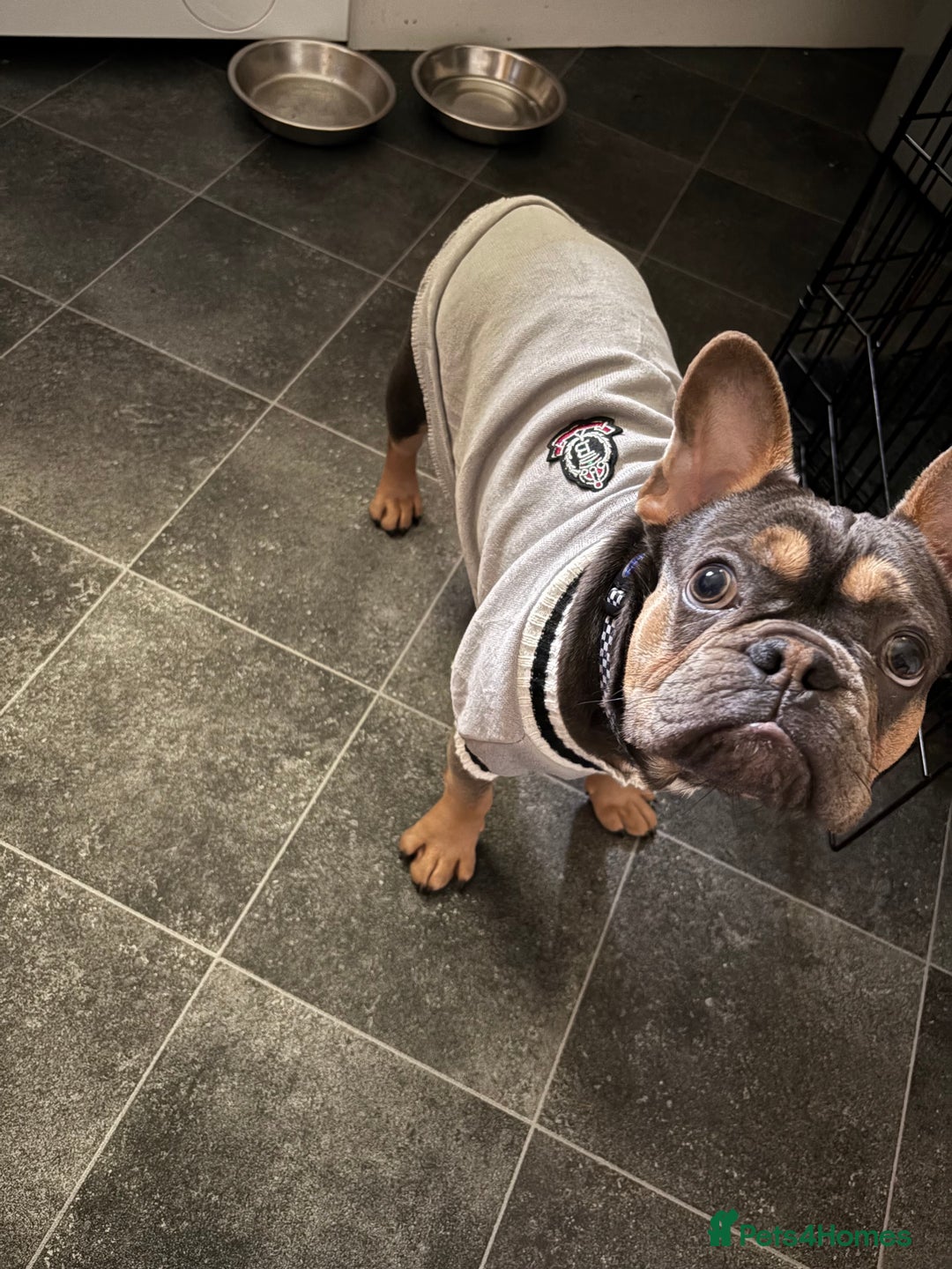 French Bulldog dogs for sale: Frenchi for sale beautiful markings 750  - Image 1