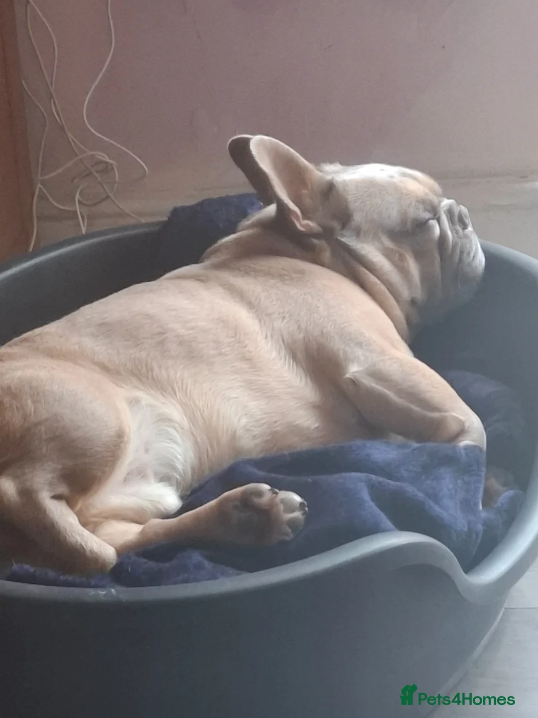 French Bulldog dogs for sale: French bulldog - Advert 2
