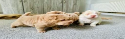 Shar Pei dogs for stud: Choc and tan top quality Sharpei stud  - Advert 19