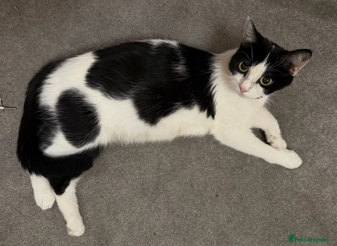 Mixed Breed cats for sale: 6 beautiful girls - Advert 2