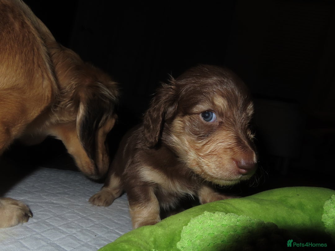 Miniature Dachshund dogs for sale: Long-Haired KC Miniature Dachshund Puppies  - Advert 8