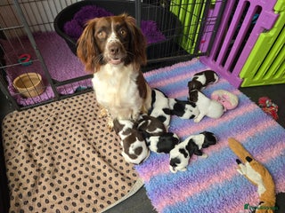 English Springer Spaniel dogs - Advert 3