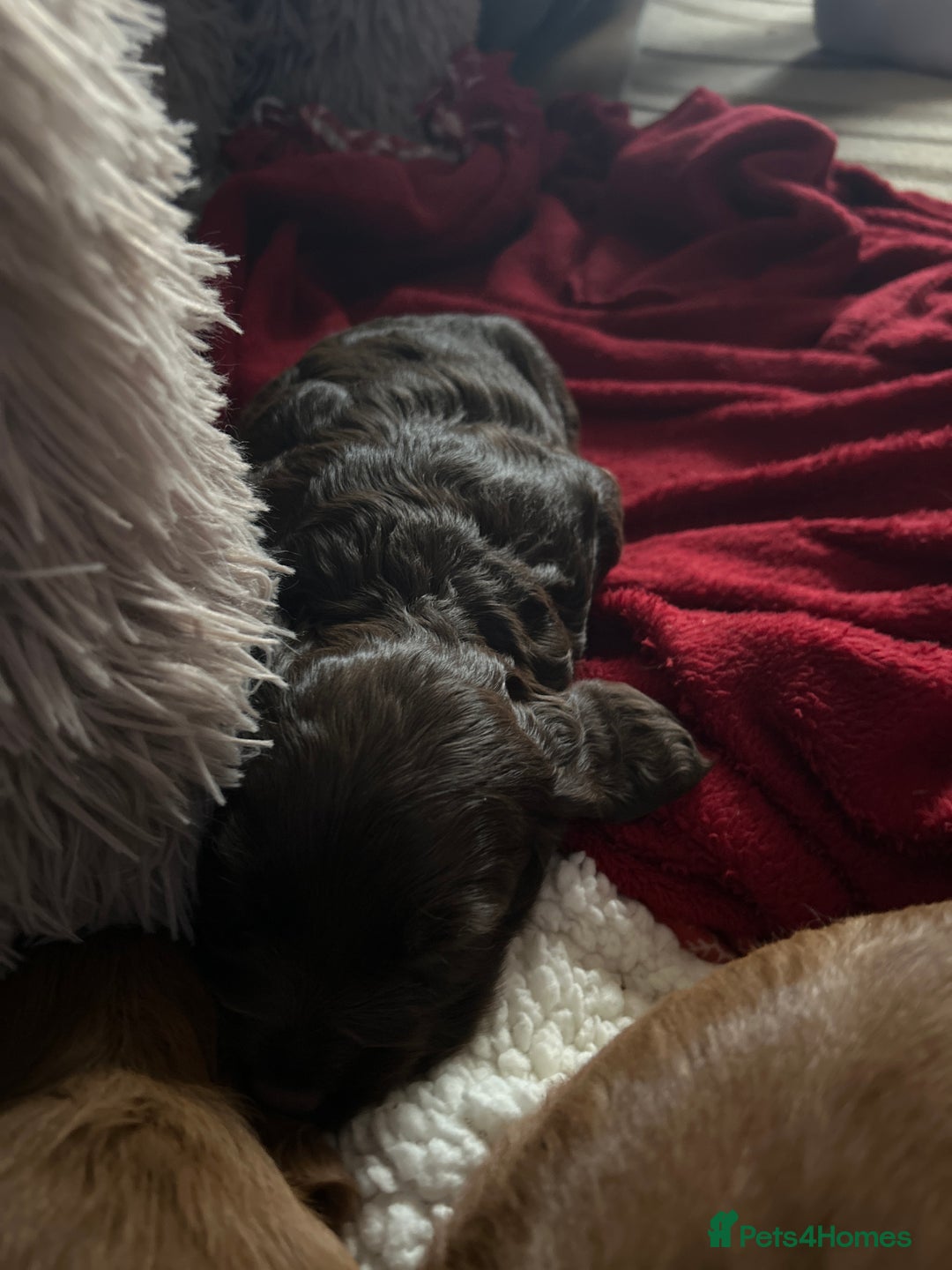 Cocker Spaniel dogs for sale: KC registered Cocker spaniel puppies  - Image 5