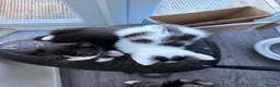 Mixed Breed cats for sale: 5 kittens ready to go - Advert 15