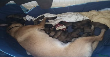 Mixed Breed dogs - Advert 4