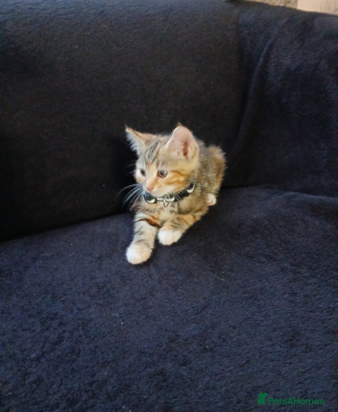 Mixed Breed cats for sale: Gorgeous mixed kittens  - Advert 6
