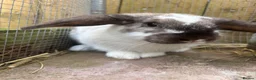 Mini Lop rabbits for sale: Rabbit  in Liverpool - Advert 5