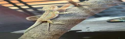 Bearded Dragon reptiles for sale: Bearded dragons in Hull - Advert 11
