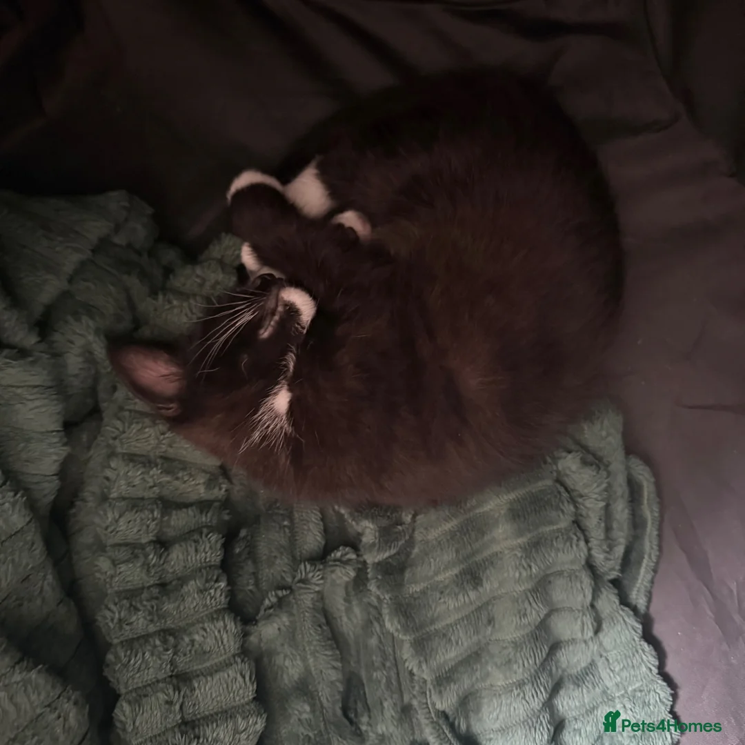 Mixed Breed cats for sale: Tuxedo kittens ready for thier new homes  - Advert 2