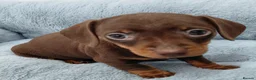 Miniature Dachshund dogs for sale: Miniature dachshund puppies  - Advert 13