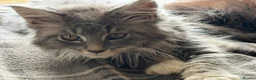 Maine Coon cats for sale: Stunning Gccf reg maine coon kittens  - Advert 3