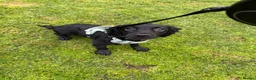 Cocker Spaniel dogs for sale: KC Registered Cocker Spaniel in Prestatyn - Advert 3