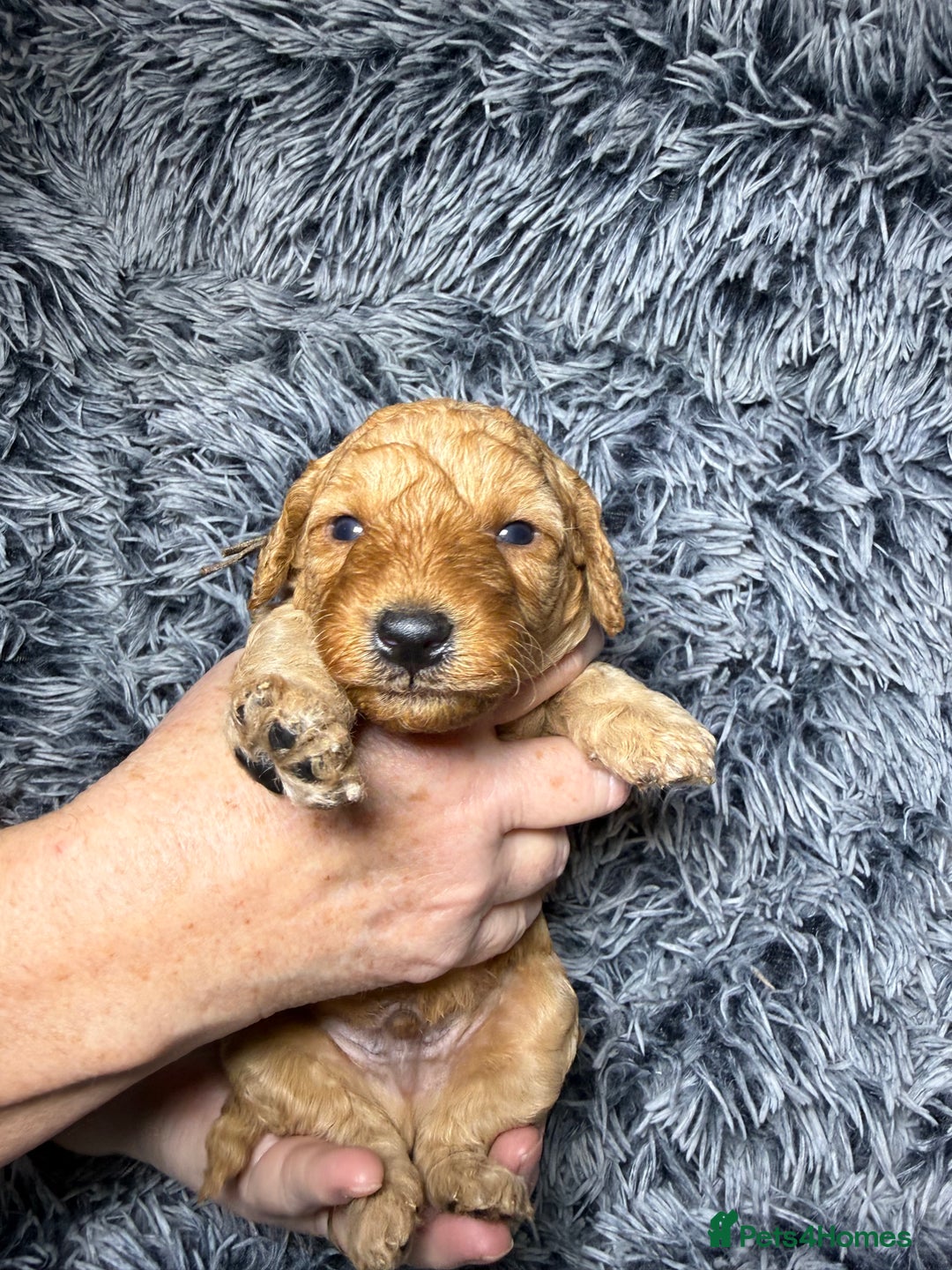 Labradoodle dogs for sale: Exceptional F1BB Labradoodle Puppies - Home Raised - Advert 13