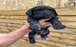 Cocker Spaniel dogs for sale: Cocker Spaniel Pups  - Image 7