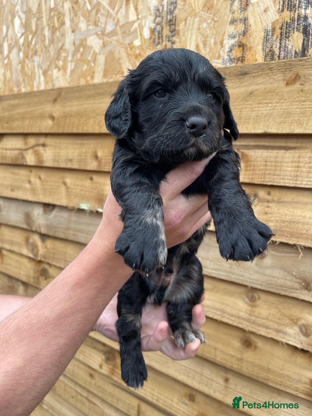 Cocker Spaniel dogs for sale: Cocker Spaniel Pups  - Image 7