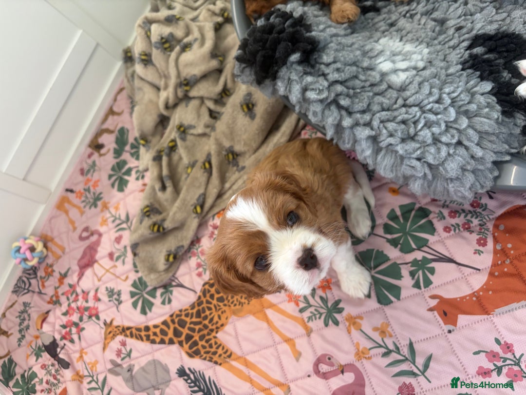 Cavalier King Charles Spaniel dogs for sale: Beautiful Cavalier King Charles Puppies - Advert 11