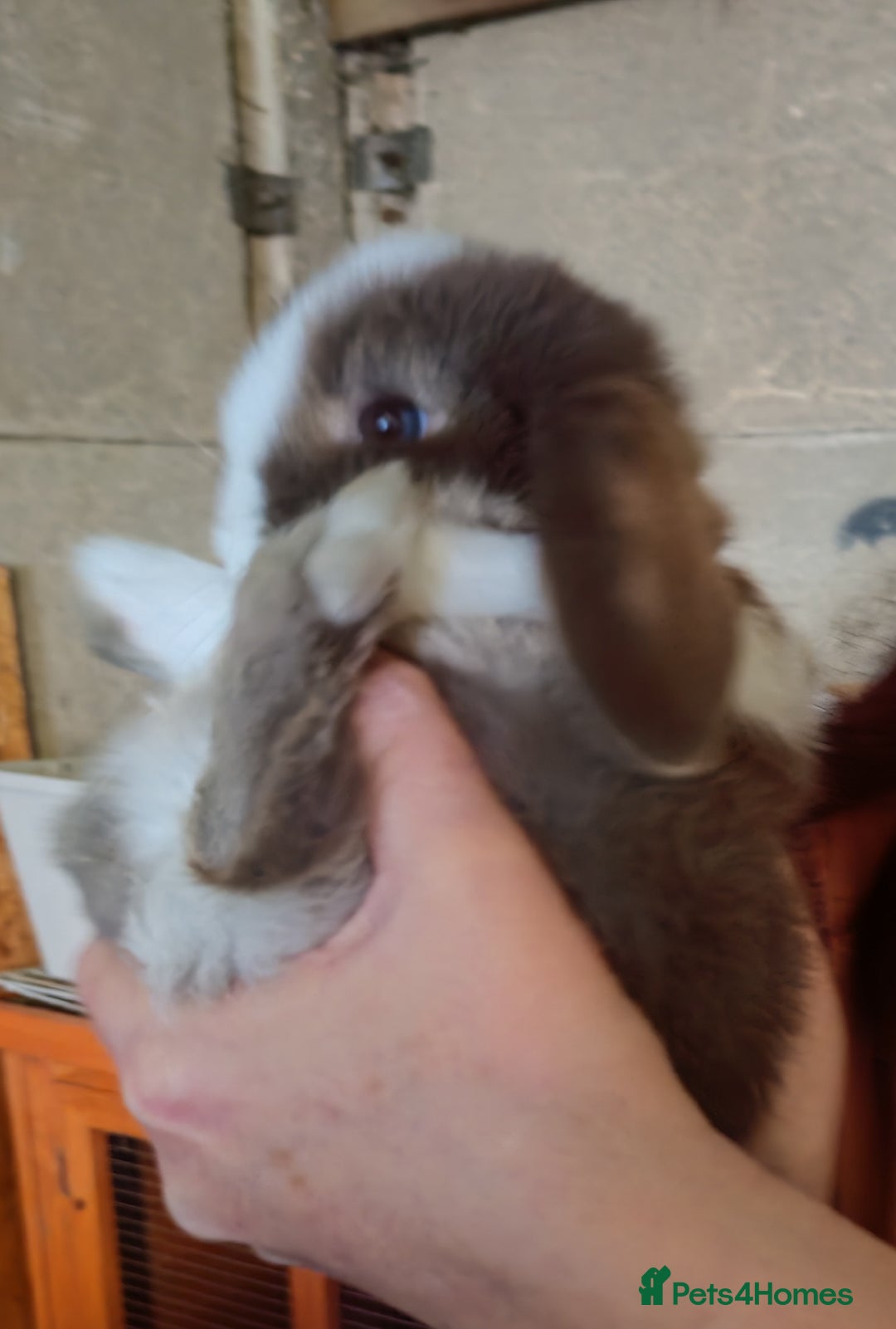 Mini Lop rabbits for sale: Mini lops - Image 11