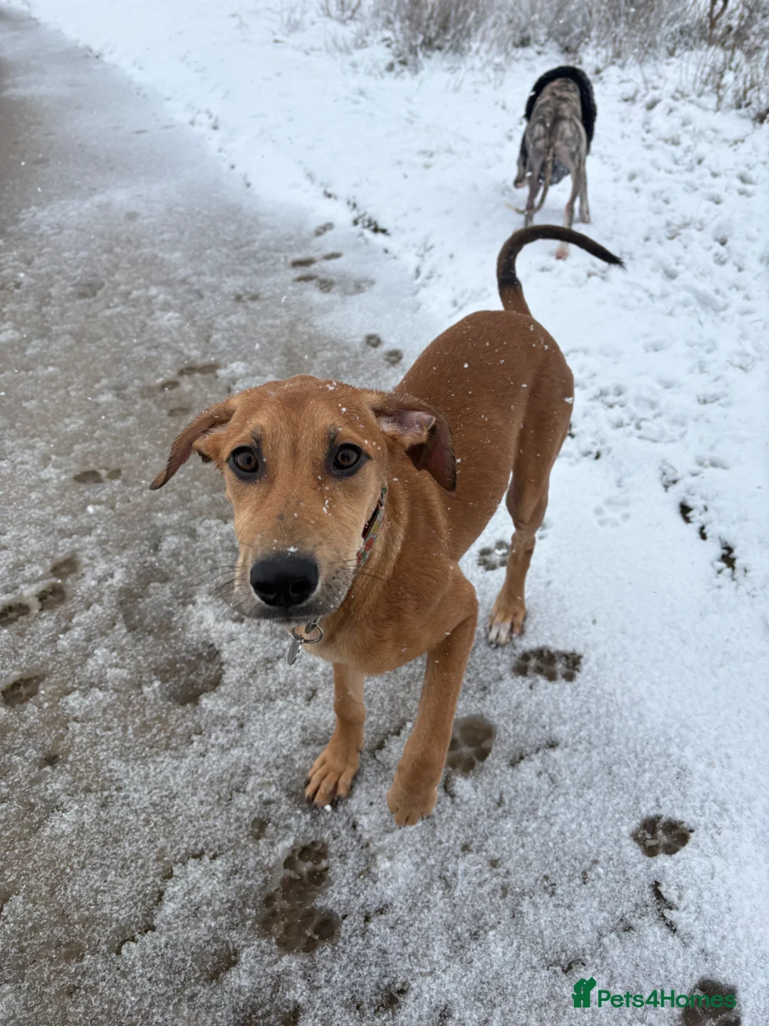 Lurcher dogs for sale: Lurcher - salukixgreyhoundxbullterrier - Advert 2