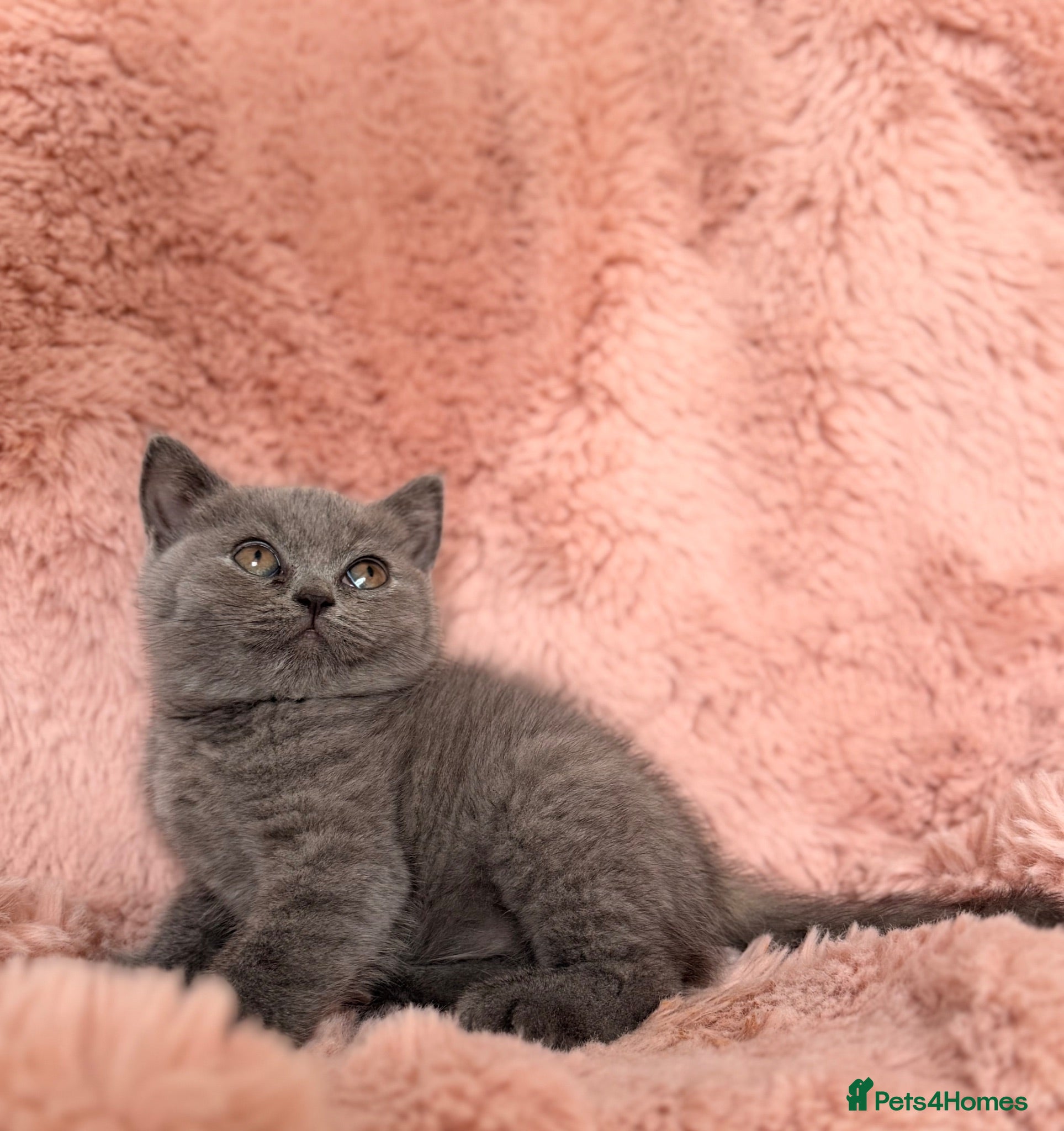 British Shorthair cats British short hair kittens - Advert 2