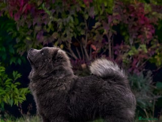 Chow Chow dogs 2 stunning chow chow girls - Advert 2