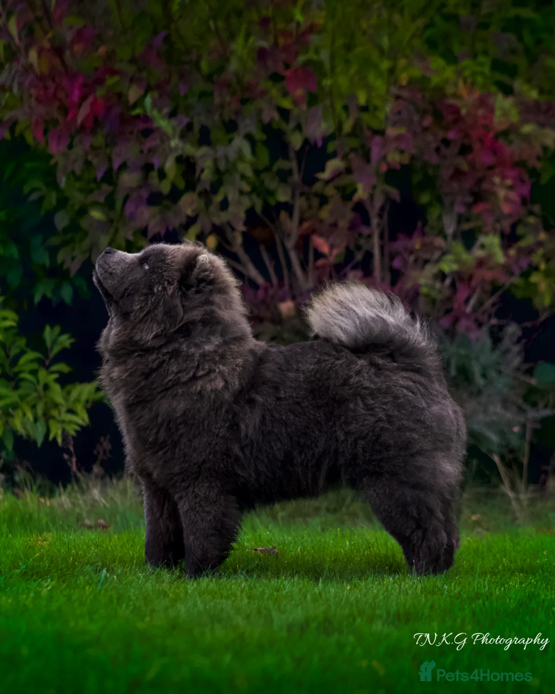Chow Chow dogs for sale: 1 female left chow chow  - Advert 4