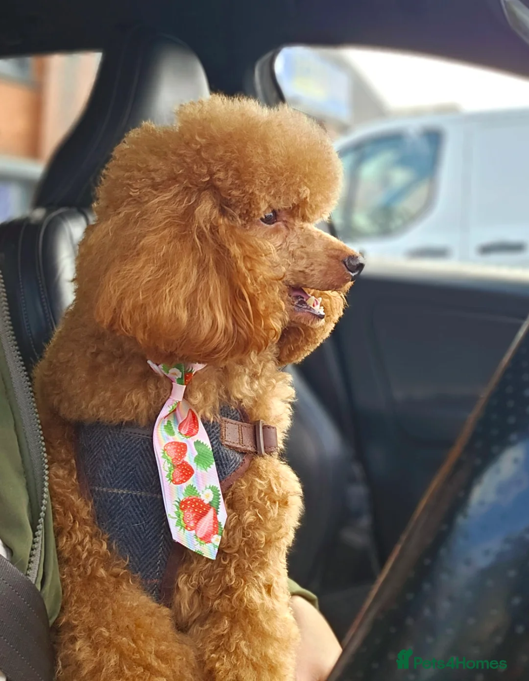 Toy Poodle dogs for stud: Beautiful Red Toy Poodle for Stud in Motherwell - Advert 4