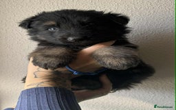German Shepherd dogs for sale: Beautiful straight back German Shepherds  - Image 20