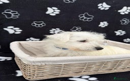 West Highland Terrier dogs for sale: West White Highland Terrier - KC registered  - Image 8