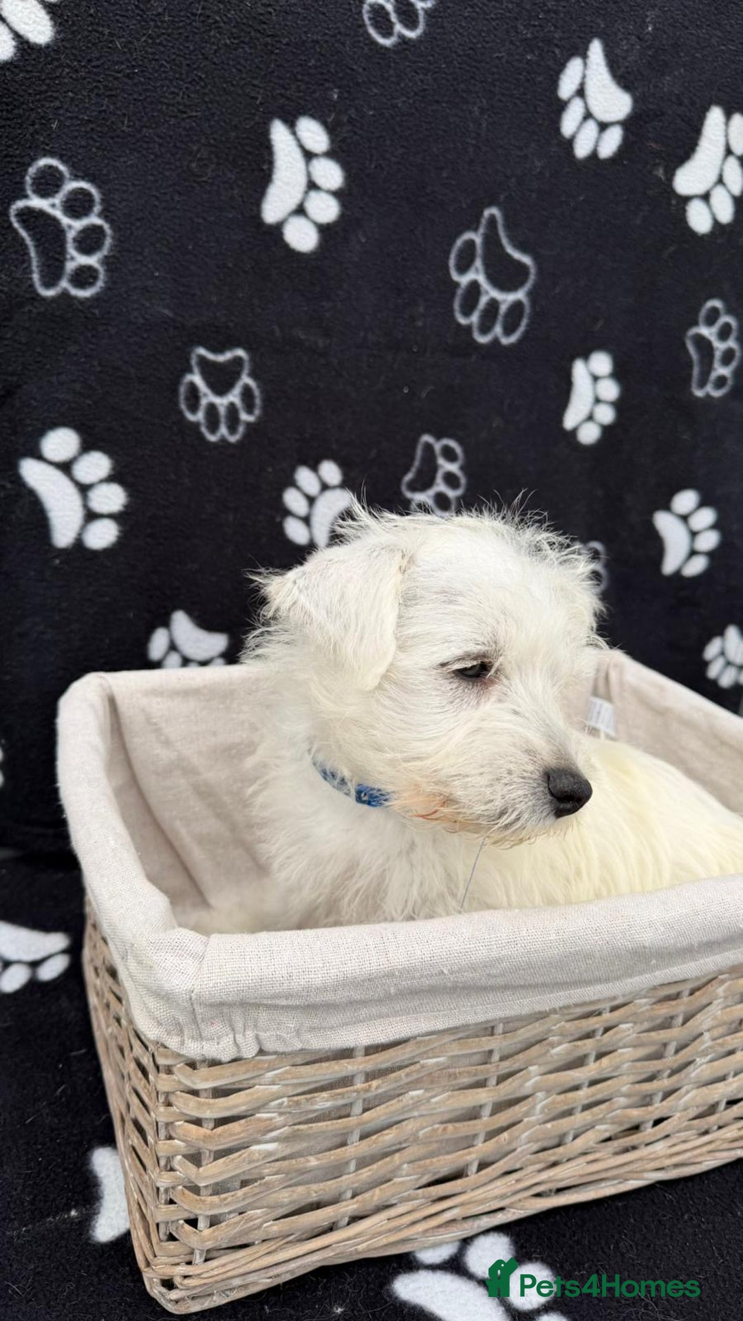 West Highland Terrier dogs for sale: West White Highland Terrier - KC registered  - Image 8