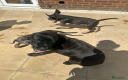 Cane Corso dogs for sale: Cane Corso, Italian mastiff pups  - Image 12